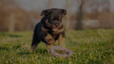 Rottweiler life journey ❤️❤️ #Short video