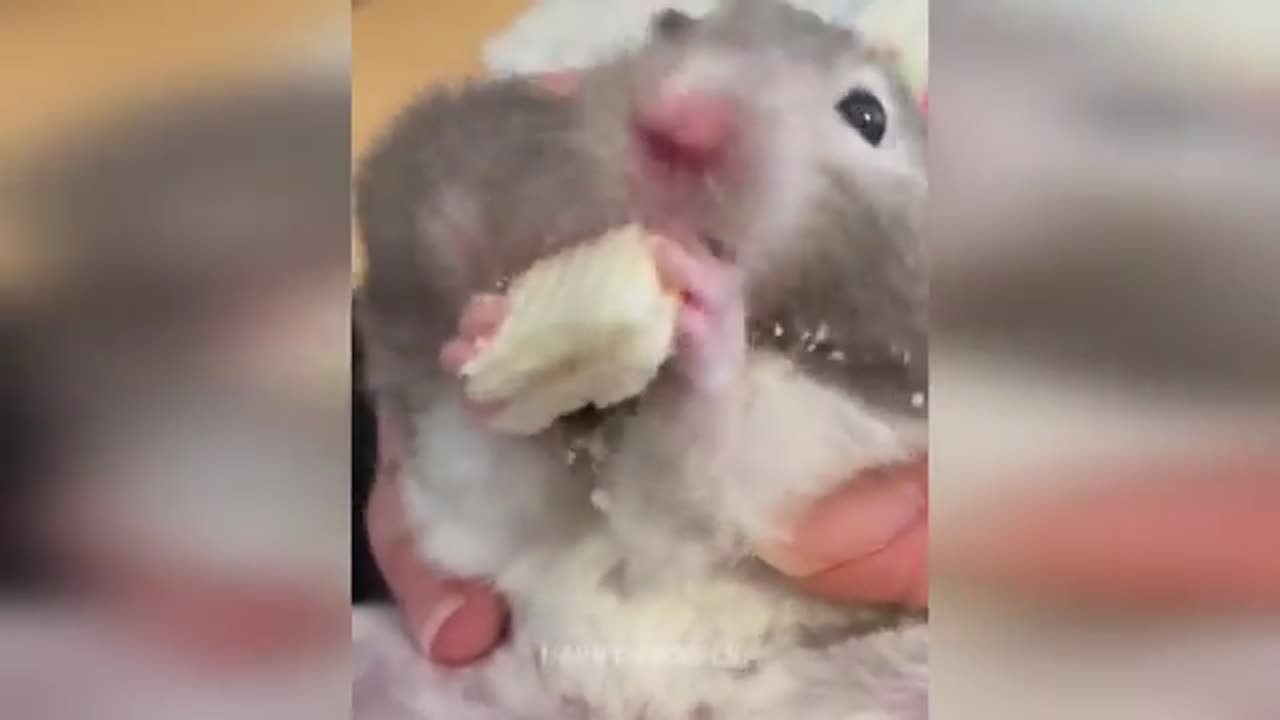 Hamster love