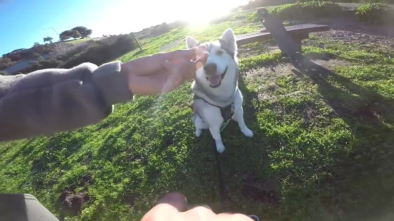 How to train an excited dog to sit with one simple trick