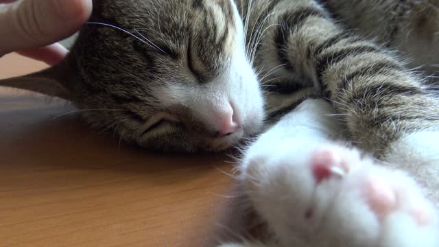 Purring Kitten Shows Mom His Wounded Paw Bean