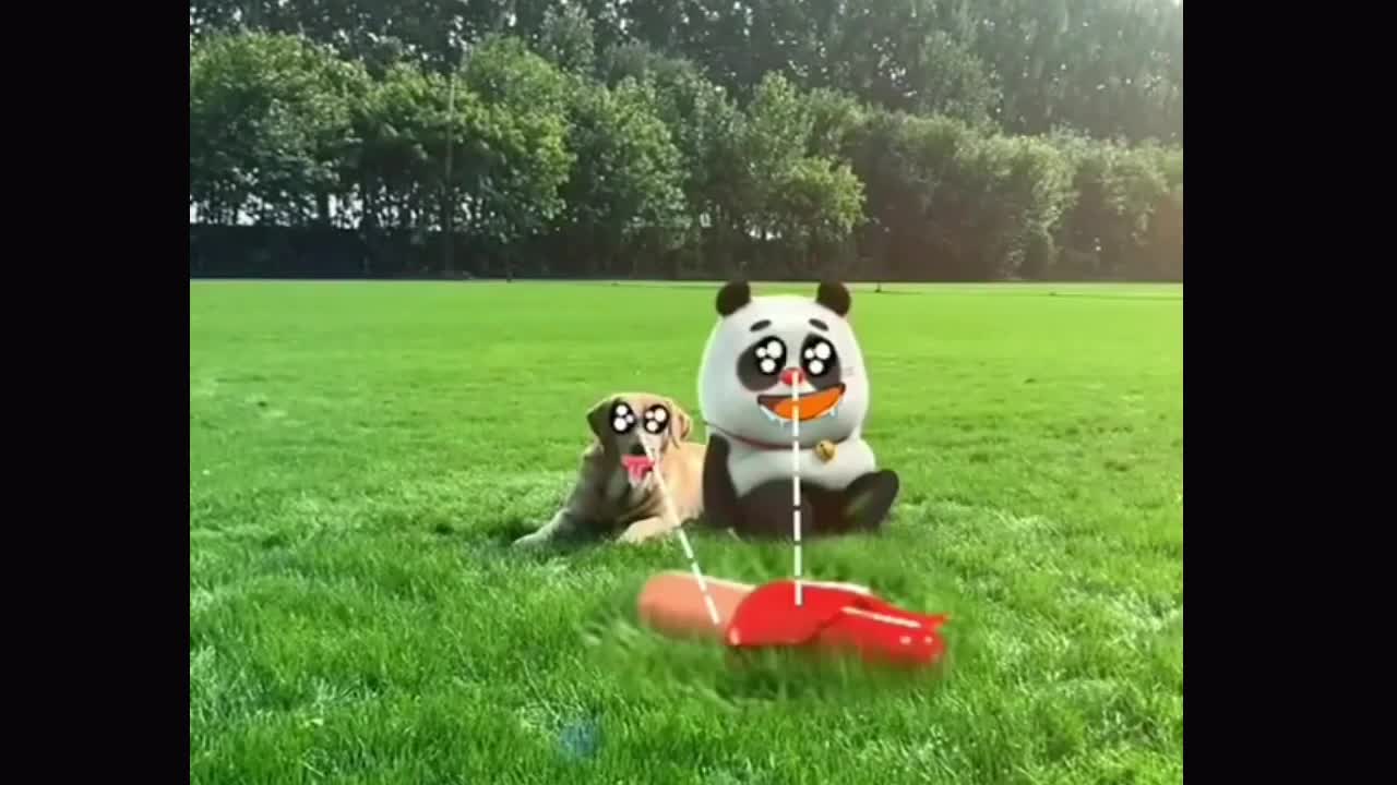 Compilation Panda cute - panda and dog