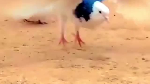 15_#bird