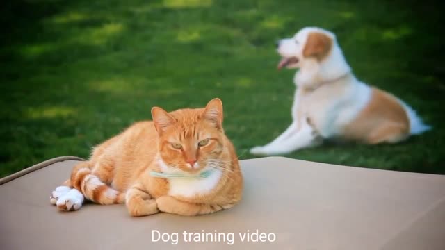 Dog training funny