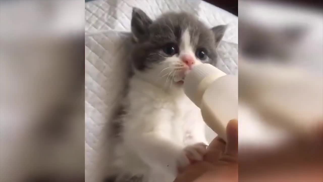 Baby Cats Video - Funny and Cute Cat Videos 2021