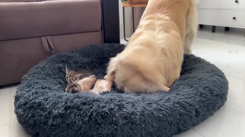 How the Golden Retriever and New Tiny Kittens Became Best Friends [Cutest Compilation]