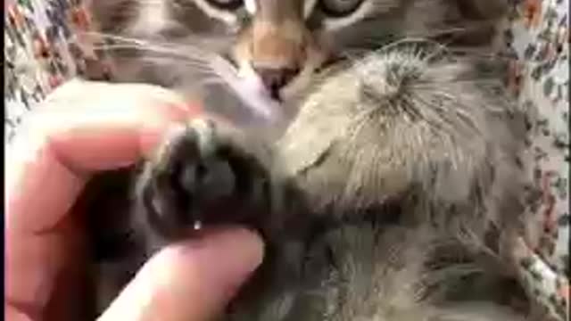 funny cat videos brain freeze