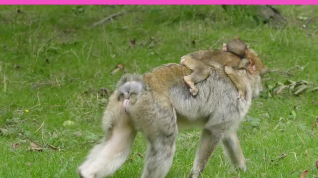 Monkey mother story