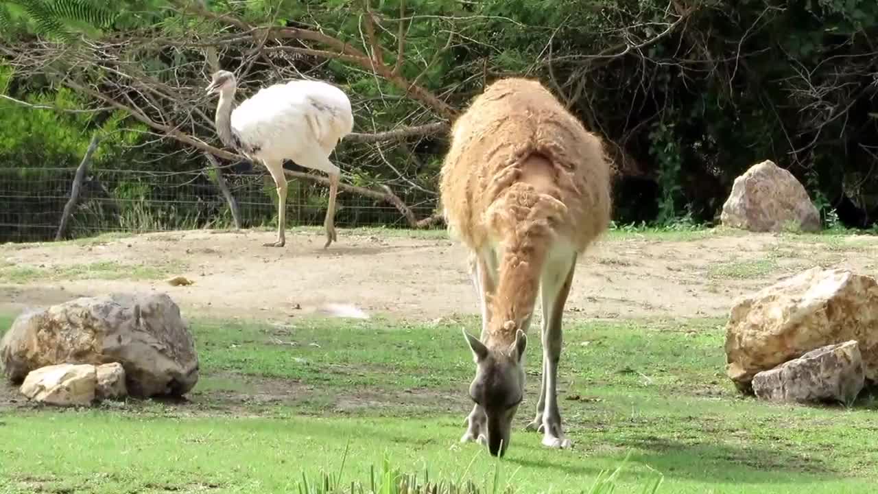 Video bombing produces an odd couple