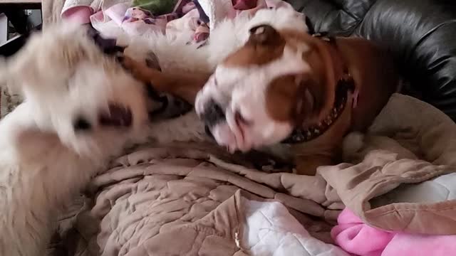 Bulldog plays with puppy Goldendoodle on couch