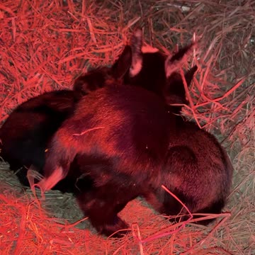 Baby Goat Trying to Snuggle with Her Sisters
