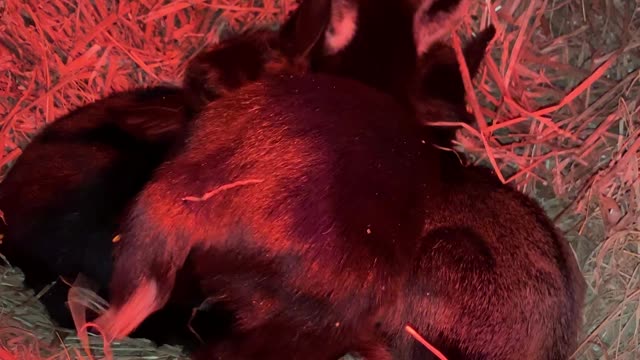 Baby Goat Trying to Snuggle with Her Sisters