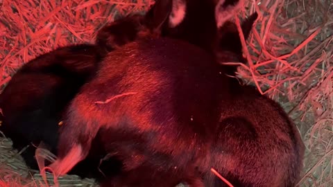 Baby Goat Trying to Snuggle with Her Sisters