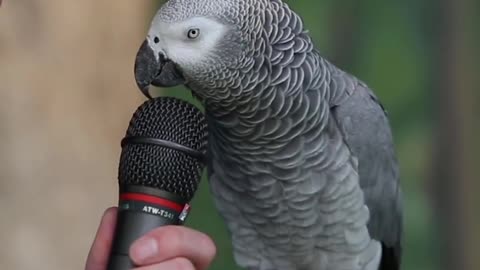 Talking Parrot #animal Voice