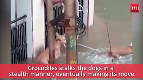 Vala When a crocodile almost made a meal of dogs
