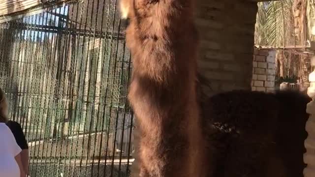 even a camel loves coca cola