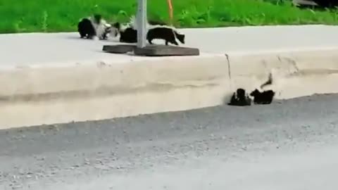 FUNNY ANIMALS HELP A FRIEND