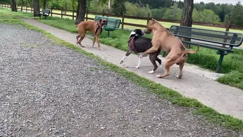 German Shepherd Attacks Pitbull [OFF LEASH PARK]