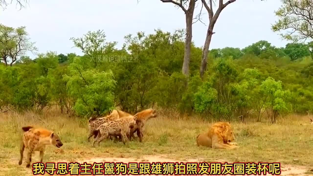 In the magical animal world, hyenas disturb lions sleeping