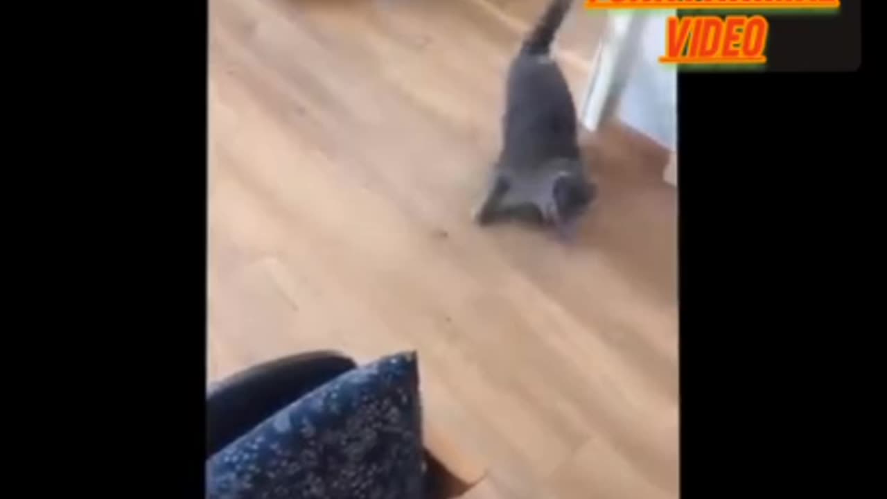 Funny animal video dog and cat 😺💗🤣