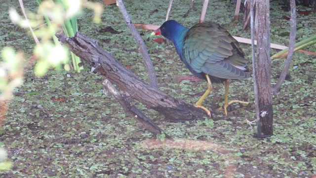 Purple Gallinule At Venus Ranch