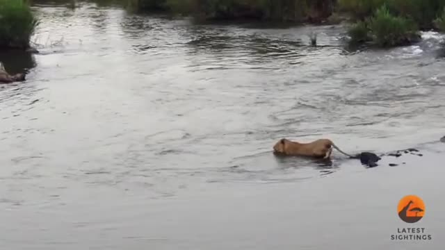 Sub adult male lion attacked by a nile crocodile while crossing part of the river