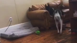 Dog running around the living room hits himself against sofa