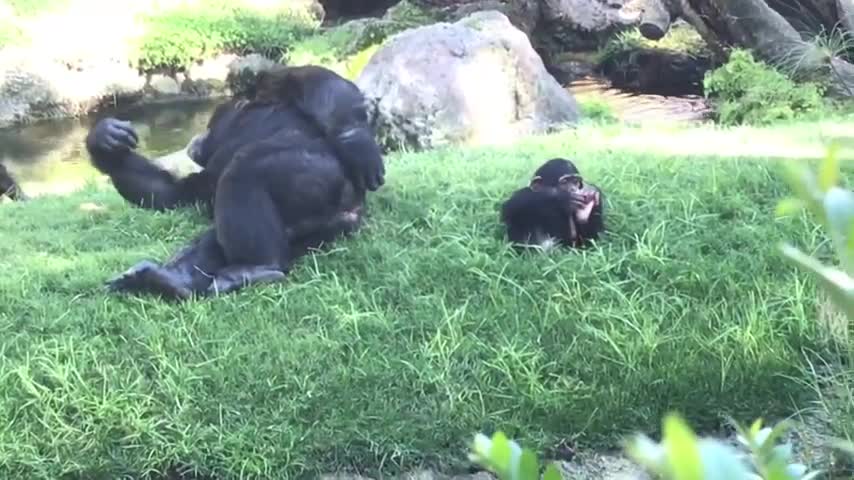 Filhotes chimpanzé