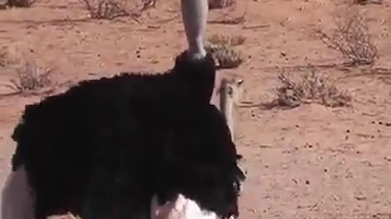 didn't know Ostrich mate like this Nature has no shame