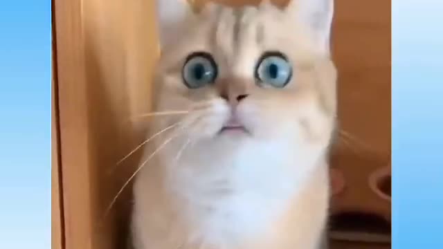 Laughingstock 3: funny pets no laugh challenge