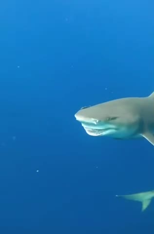 Amazing shark likes nose rubs from diver
