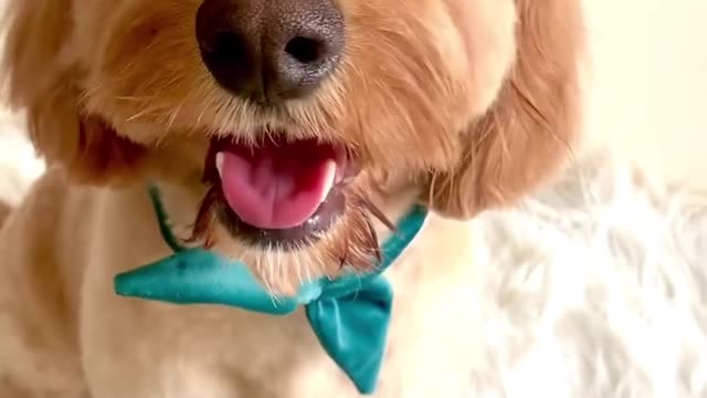 Who r u 😍😊 Cutepuppies videos