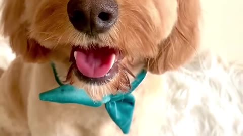 Who r u 😍😊 Cutepuppies videos