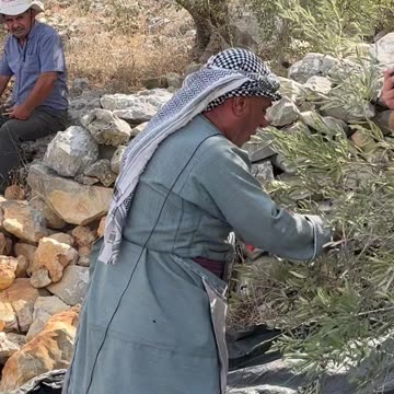 Israel Turns Olive Harvest into a Life-or-Death Task in Palestine