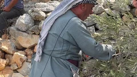 Israel Turns Olive Harvest into a Life-or-Death Task in Palestine