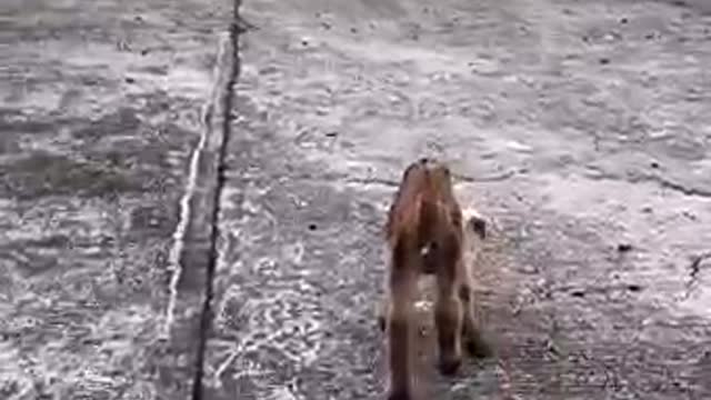 Baby goat got lost from his herd