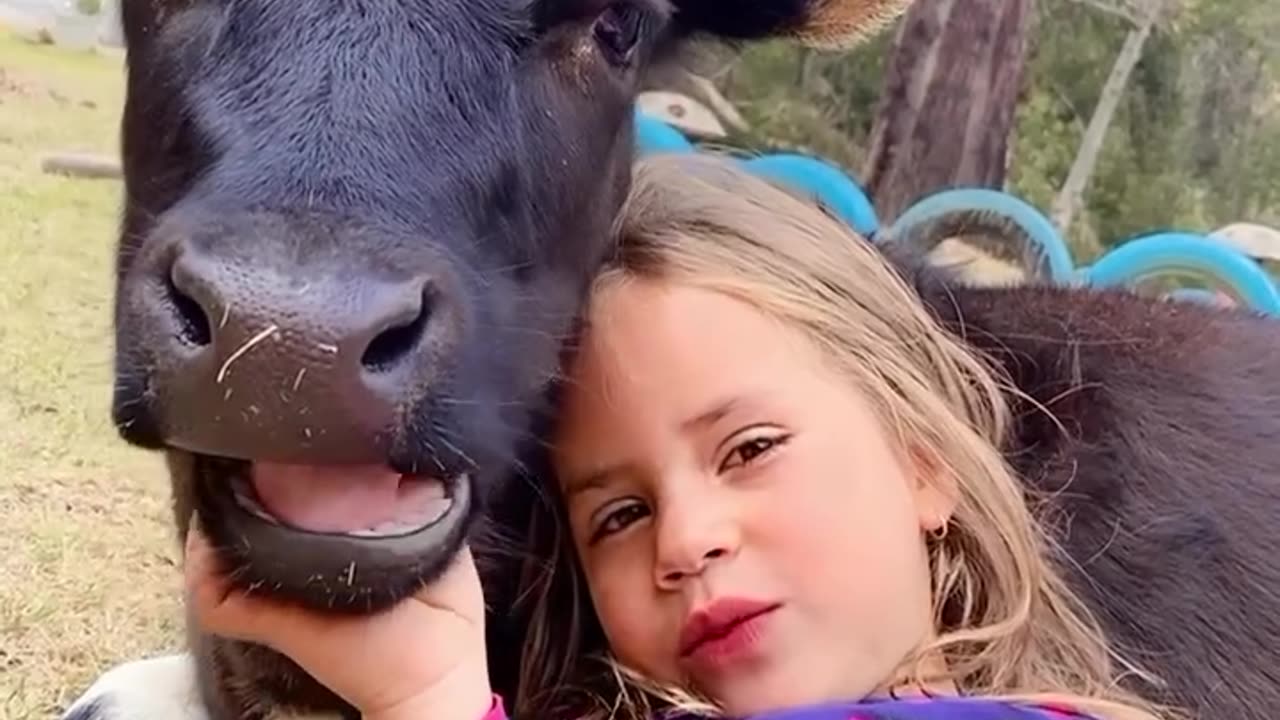 Funny video cow video cow girl