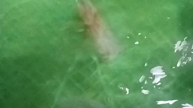 Tiger prawn changing new skin