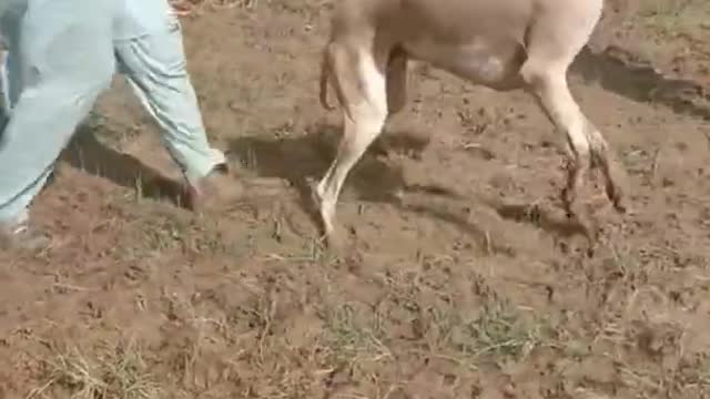 dog attack human funny video human dog attack,shorts video