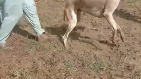 dog attack human funny video human dog attack,shorts video