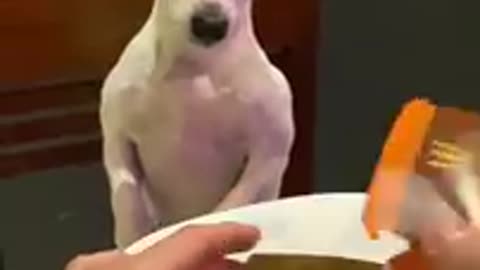 Funny dog video