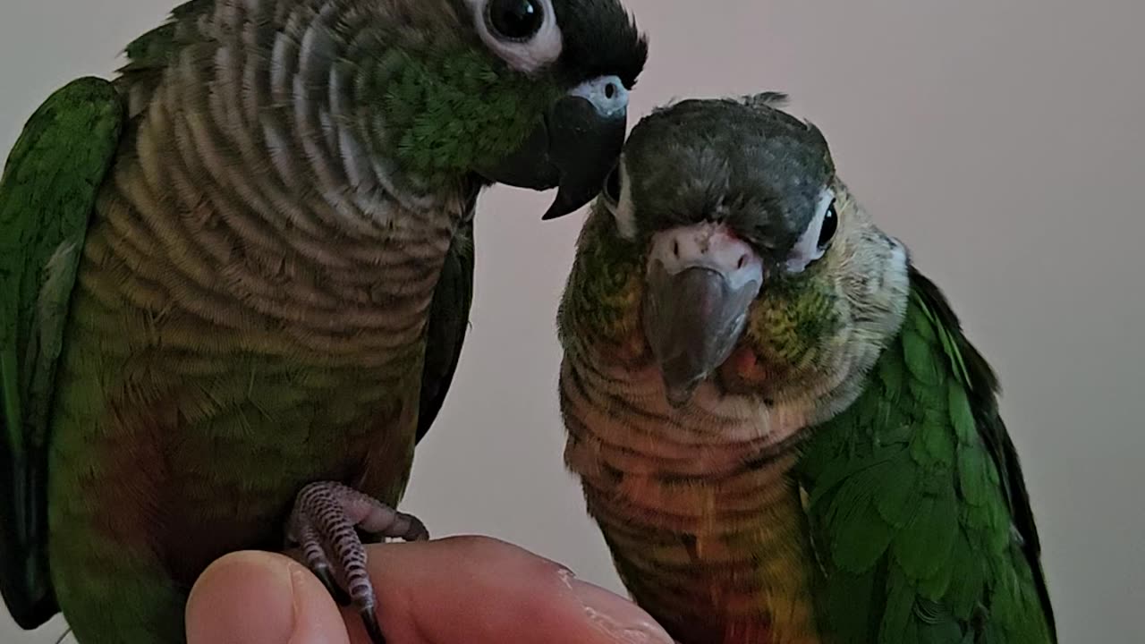 conures on the fingers