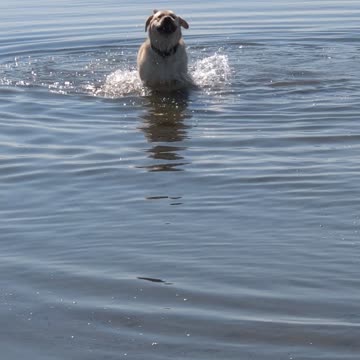 Barkley's 2nd Birthday!