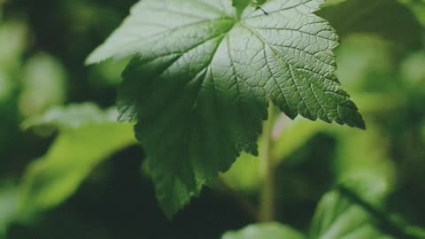 Close-Up of Plant With Green Leaves