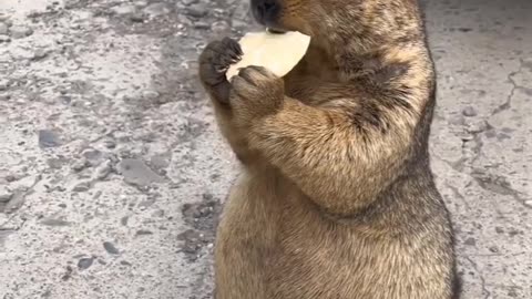 Yummy Chips #shorts #shortvideo #video #virals #videovira