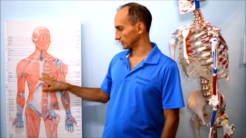 Anatomia dei Muscoli della spalla: deltoide, tricipite, bicipite, trapezio, pettorale