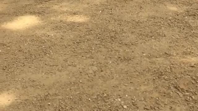 Slowmo black/white french bulldog runs to camera with shoes on