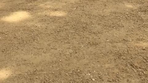 Slowmo black/white french bulldog runs to camera with shoes on