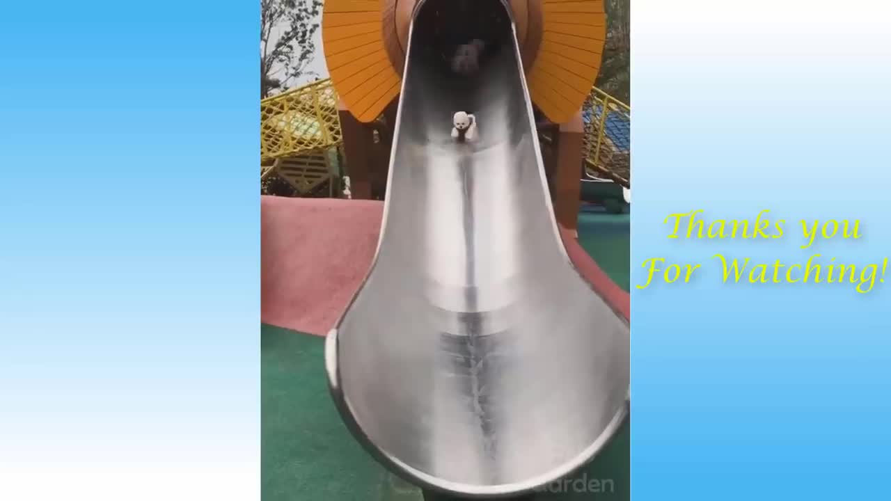 funny pets compilation with cats and dogs