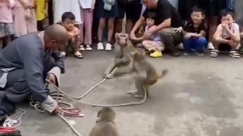 Funny videos, funny animals hub, funny cats and dogs reactions