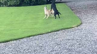 Playful Pooch Pals Boop the Balloon